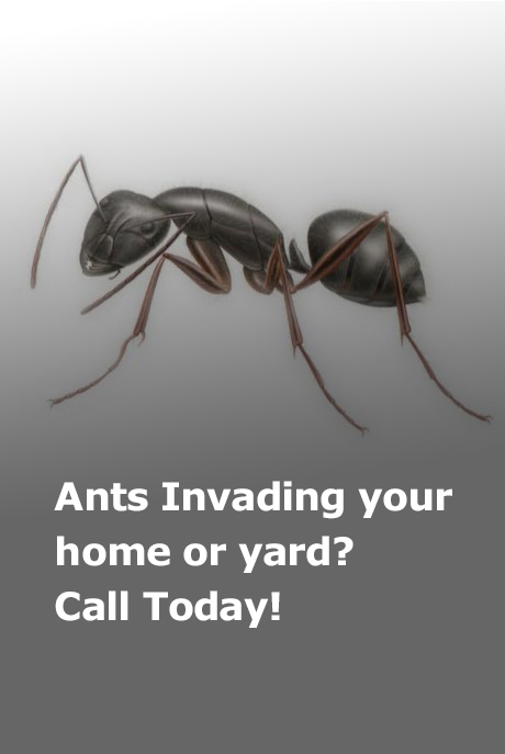 ants-2