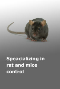 Rodent Control San Antonio