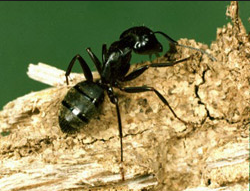 ant control san antonio