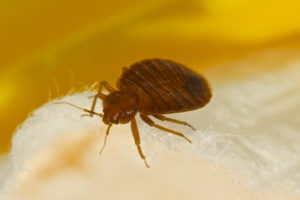 pest control san antonio