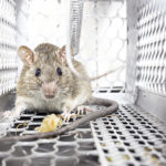 Rodent Control