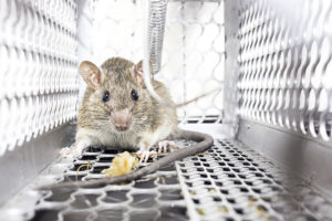 Rodent Control