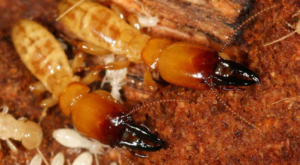 Pest Control san antonio - termite control