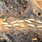 termite Treatment San Antonio