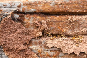 San Antonio Termite Treatment