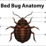 bed bug exterminators