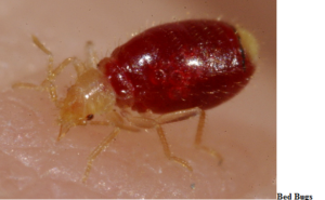 flea control san antonio