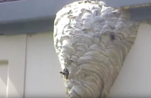 wasp control san antonio