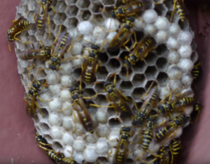 yellow jacket nest - pest control san antonio
