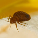 Bed Bug Control San antonio