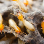 termite control san antonio