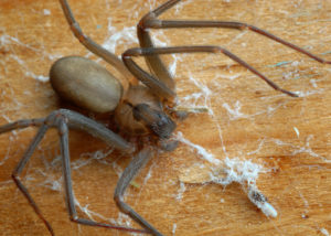 Spider control san antonio