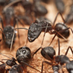 ant control san antonio
